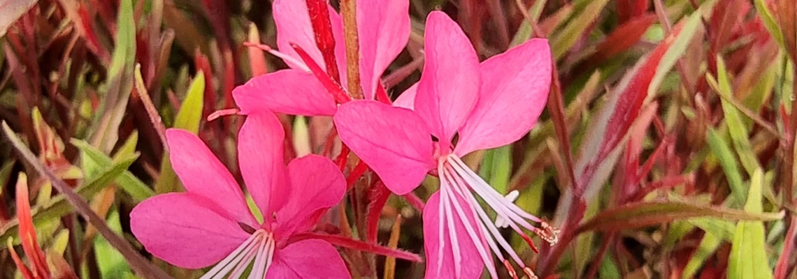 gaura b1.jpg